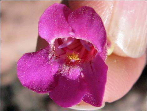 Rosy Pinto Penstemon (Penstemon bicolor var. roseus)