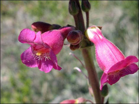 Rosy Pinto Penstemon (Penstemon bicolor var. roseus)