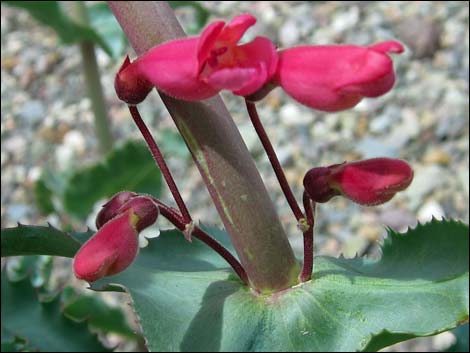 Rosy Pinto Penstemon (Penstemon bicolor var. roseus)