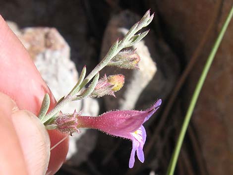 Siler's Penstemon (Penstemon linarioides ssp. sileri)