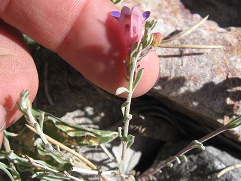 Siler's Penstemon (Penstemon linarioides ssp. sileri)