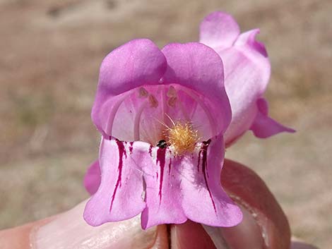 Palmer's Penstemon (Penstemon palmeri)