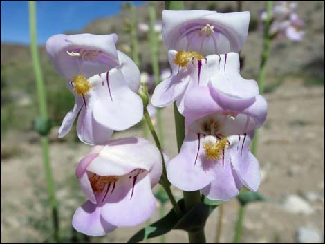 Palmer's Penstemon (Penstemon palmeri)