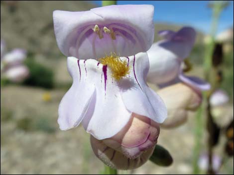 Palmer's Penstemon (Penstemon palmeri)