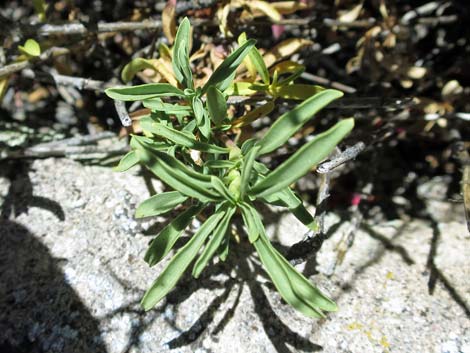 Bridge Penstemon (Penstemon rostriflorus)