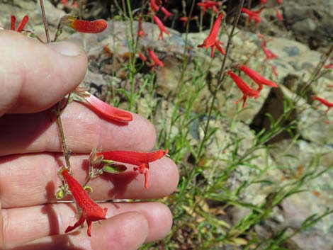 Bridge Penstemon (Penstemon rostriflorus)