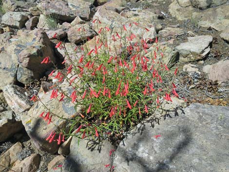 Bridge Penstemon (Penstemon rostriflorus)