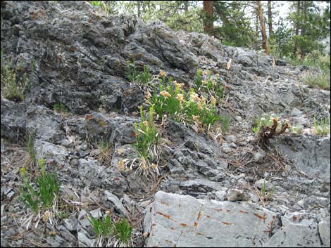 Rock Goldenrod (Petradoria pumila ssp. pumila)