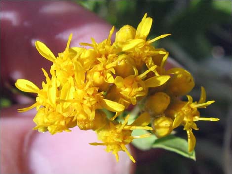 Rock Goldenrod (Petradoria pumila ssp. pumila)