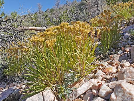 Rock Goldenrod (Petradoria pumila ssp. pumila)