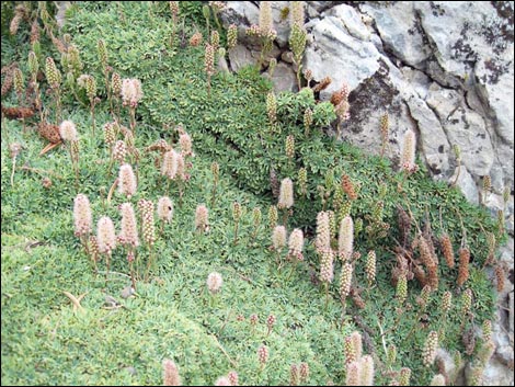 Mat Rockspirea (Petrophyton caespitosum)