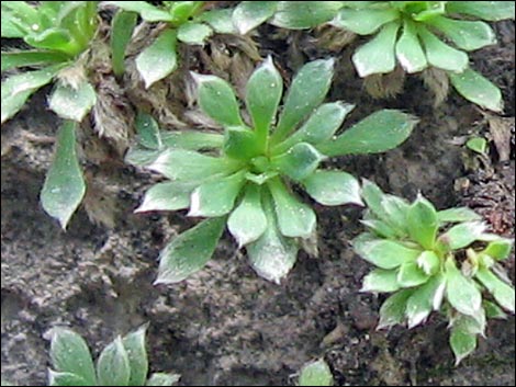 Mat Rockspirea (Petrophyton caespitosum)