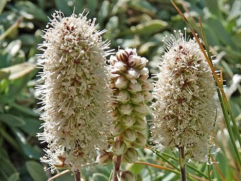 Mat Rockspirea (Petrophyton caespitosum)