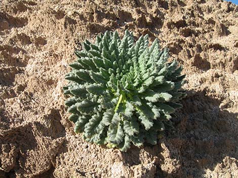 Palmer's Phacelia (Phacelia palmeri)