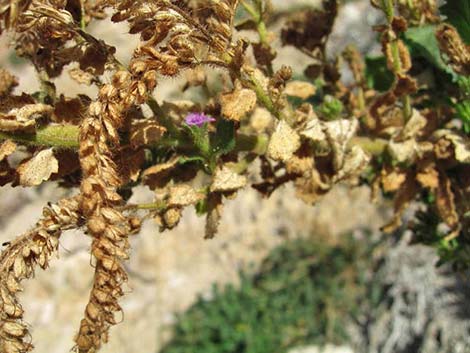 Palmer's Phacelia (Phacelia palmeri)