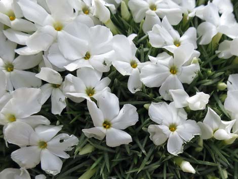 Mountain Phlox (Phlox austromontana)