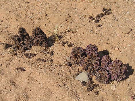 Scaly-stemmed Sand Plant (Pholisma arenarium)