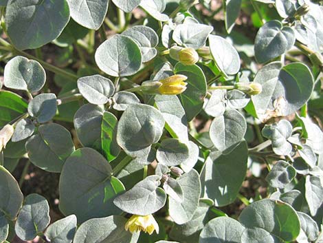 Yellow Nightshade Groundcherry (Physalis crassifolia)