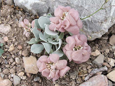 Chambers' Twinpod (Physaria chambersii)