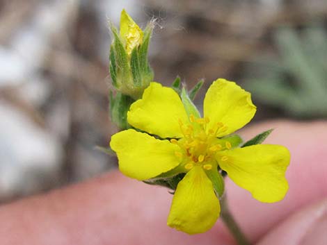 Woolly Cinquefoil (Potentilla hippiana)