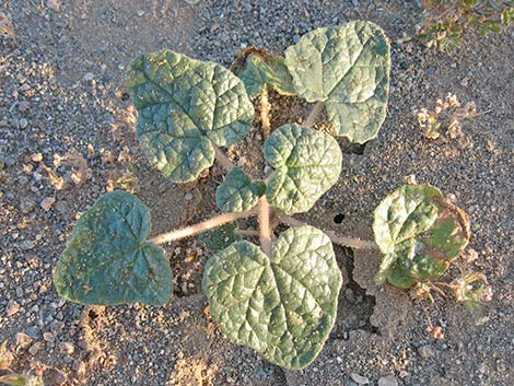 Devil's Claw (Proboscidea althaeifolia)