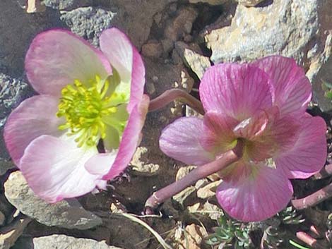 Anderson's buttercup (Ranunculus andersonii)