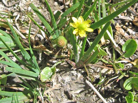 Alkali Buttercup (Ranunculus cymbalaria)