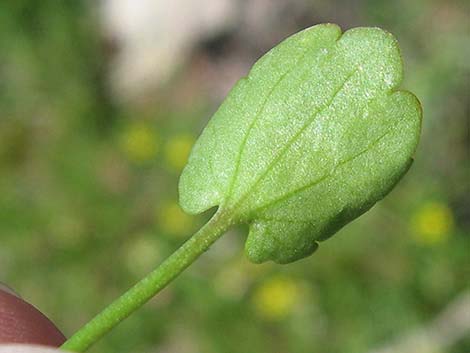 Alkali Buttercup (Ranunculus cymbalaria)