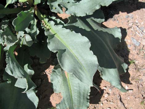 Wild Rhubarb (Rumex hymenosepalus)