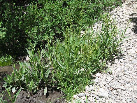 Willow Dock (Rumex salicifolius)