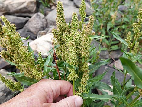 Willow Dock (Rumex salicifolius)