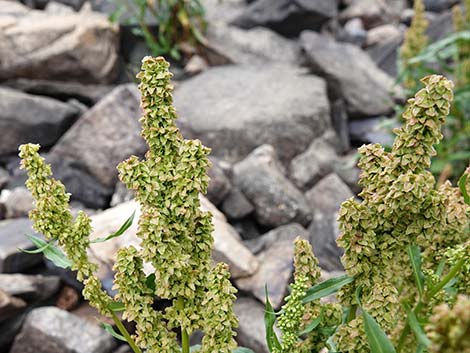 Willow Dock (Rumex salicifolius)