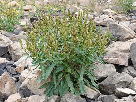 Willow Dock (Rumex salicifolius)