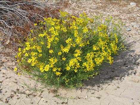 Smooth Threadleaf Ragwort (Senecio flaccidus var. monoensis)