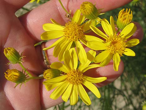 Smooth Threadleaf Ragwort (Senecio flaccidus var. monoensis)