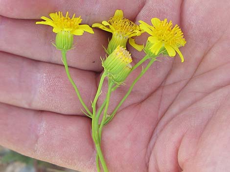 Smooth Threadleaf Ragwort (Senecio flaccidus var. monoensis)