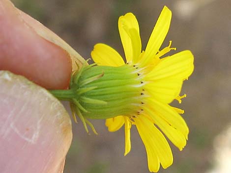 Smooth Threadleaf Ragwort (Senecio flaccidus var. monoensis)