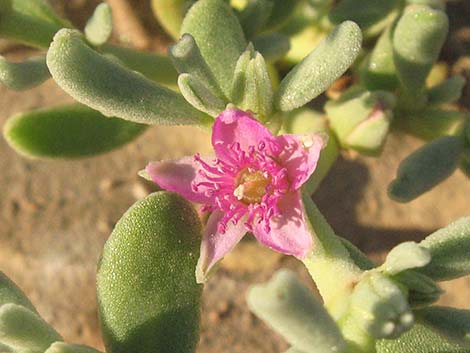 Sea Purslane (Sesuvium verrucosum)