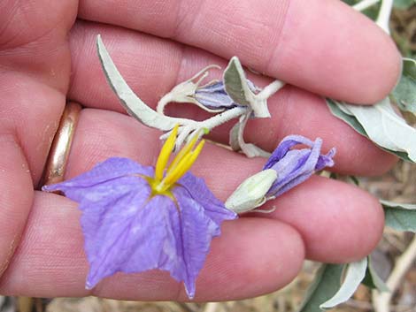 Silverleaf Nightshade (Solanum elaeagnifolium)