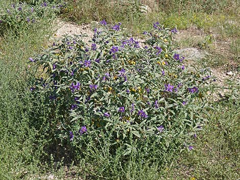 Silverleaf Nightshade (Solanum elaeagnifolium)