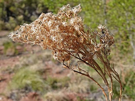 Nevada Goldenrod (Solidago spectabilis var spectabilis)