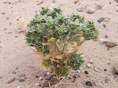 Annual Stillingia (Stillingia spinulosa)