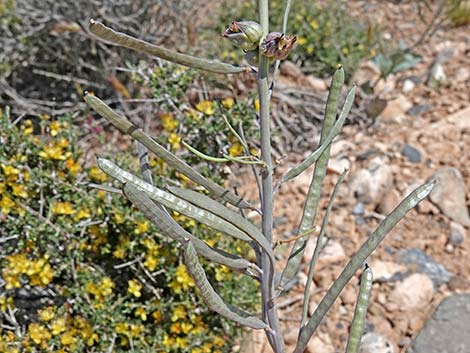 Heartleaf Twistflower (Streptanthus cordatus)