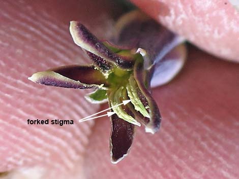 Heartleaf Twistflower (Streptanthus cordatus)