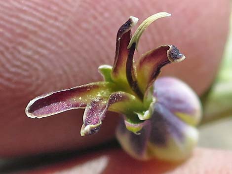 Heartleaf Twistflower (Streptanthus cordatus)