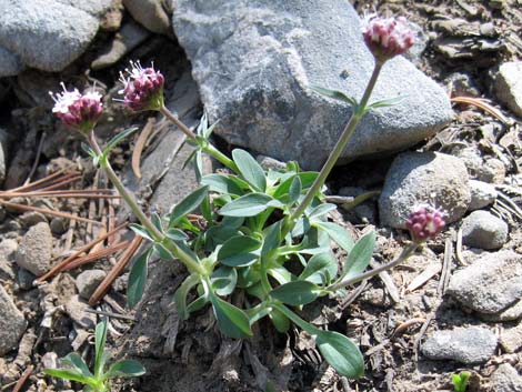 Coville's Dwarf Sand Verbena (Abronia nana var. covillei)