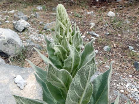 Common Mullein (Verbascum thapsus)