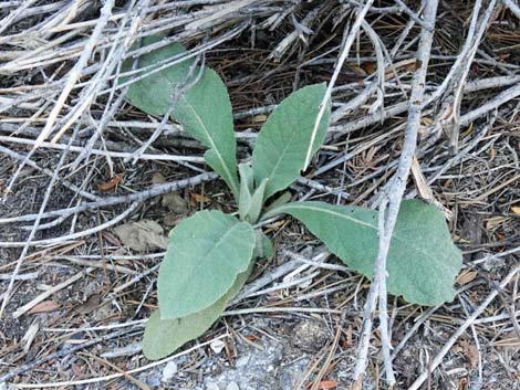 Common Mullein (Verbascum thapsus)