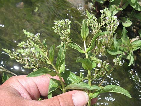 Water Speedwell (Veronica anagallis-aquatica)