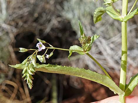 Water Speedwell (Veronica anagallis-aquatica)